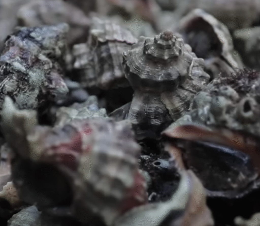 screenshot 2025 09 28 091423