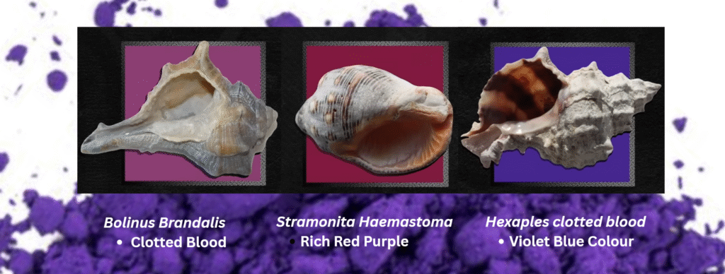 variations of tyrian purple